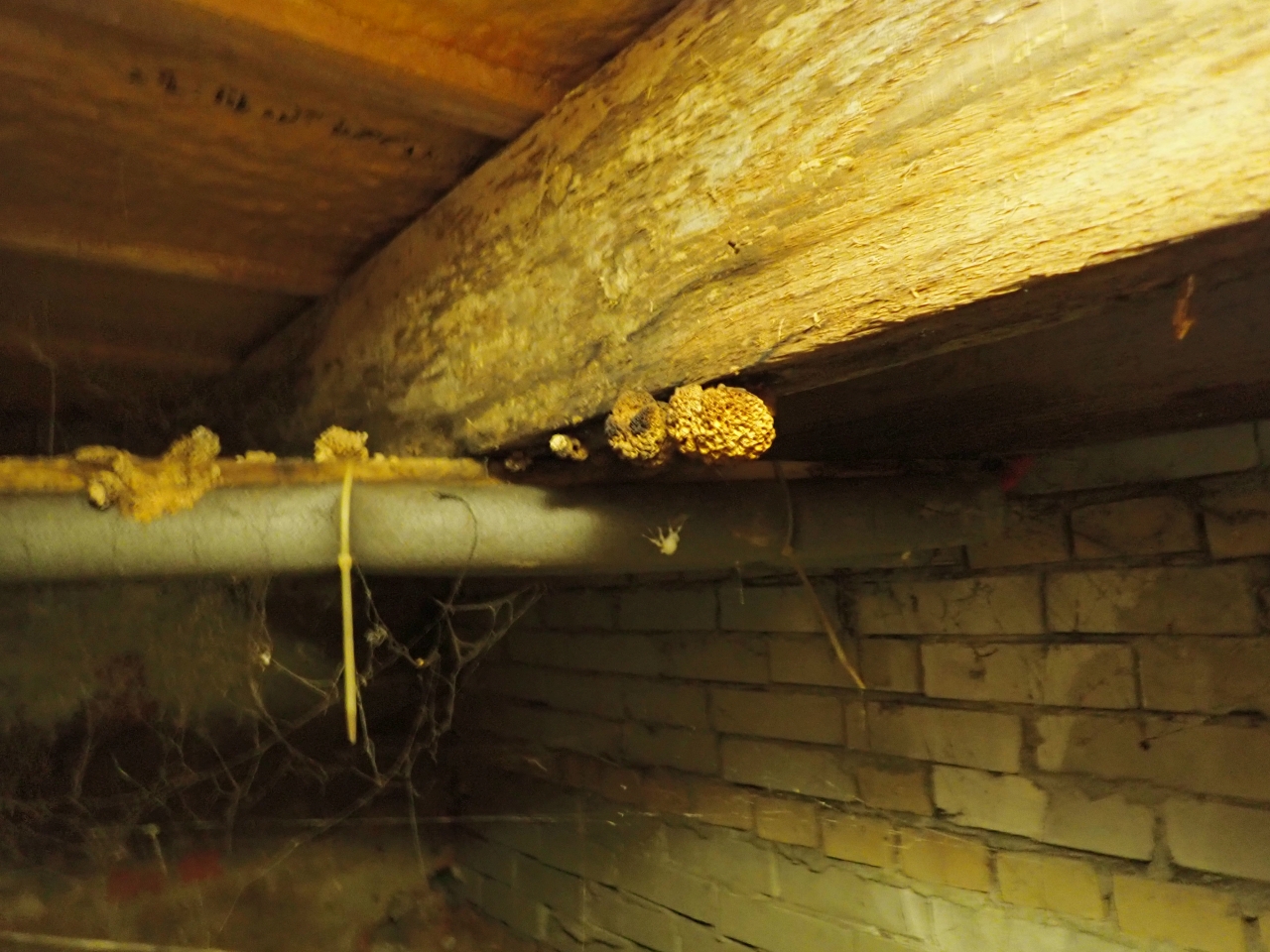 Gele schimmel in huis