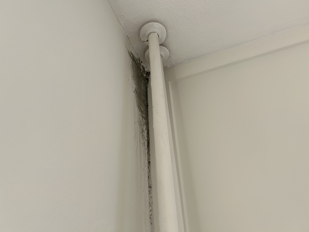 Groene schimmel in huis